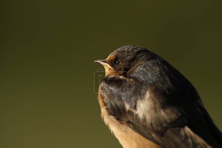 Foto de A close up portrait of a single Barn Swallow (irundo rustica) from beside or behind with a plain dark green background, showing feather, face, back, and head detail. Taken in Victoria, BC, Canada. - Imagen libre de derechos