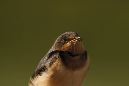 Foto de A close up portrait of a single Barn Swallow (irundo rustica) with its beak slightly open on a plain dark green background, showing feather, face, back, and head detail. Taken in Victoria, BC, Canada. - Imagen libre de derechos