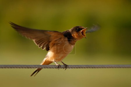 Foto de A Barn Swallow (Hirundo rustica) flapping blurred wings and calling with an open beak while perched on a wire. Taken in Victoria, BC, Canada. - Imagen libre de derechos