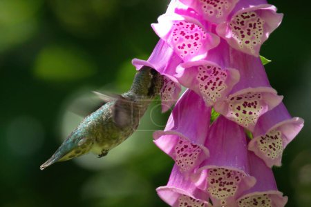 Eine einzige Anna 's Kolibri (Calypte anna) fliegt mit verschwommenen Flügeln und ihrem Schnabel in einer lila Fingerhut-Blume. Aufgenommen in Victoria, BC, Kanada.