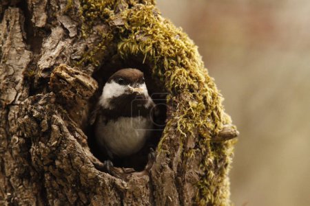 Téléchargez les photos : A Chestnut-backed Chickadee (Poecile rufescens) popping out of a hole in a tree with wood bits in its beak. Taken in Victoria, BC, Canada. - en image libre de droit