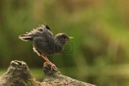 Photo for One American Dipper (Cinclus mexicanus) fluffing its feathers while perched on a log by the river. Taken in Victoria, BC, Canada. - Royalty Free Image