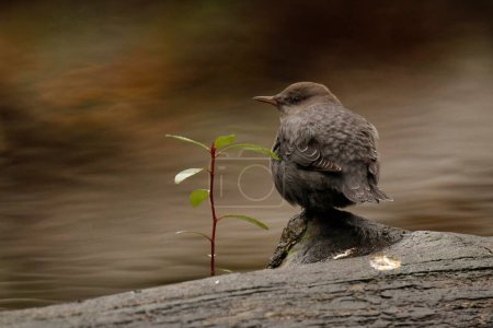 Close up of one American Dipper (Cinclus mexicanus) sitting on a wet log beside a river and a tiny plant. Taken in Victoria, BC, Canada.