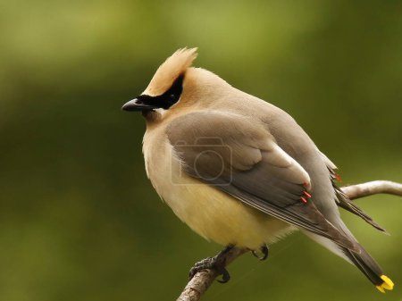 Photo for Single Cedar Waxwing (Bombycilla cedrorum) perched on a branch with its feathers fluffed for warmth. Taken in Delta, BC, Canada. - Royalty Free Image