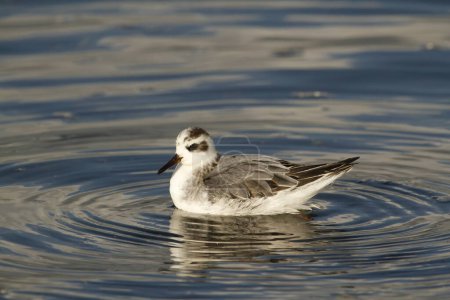 Photo for Close-up portrait of a nonbreeding Red Phalarope swimming on water. Taken in Sooke, BC, Canada. - Royalty Free Image