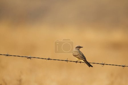 Photo for Single Western Kingbird (Tyrannus verticalis) sitting on a wire with a blank background. Taken in Kamloops, BC, Canada. - Royalty Free Image