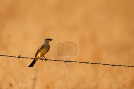 Photo for Single Western Kingbird (Tyrannus verticalis) sitting on a wire with a blank background. Taken in Kamloops, BC, Canada. - Royalty Free Image