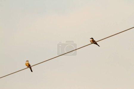 Photo for Single Western Kingbird (Tyrannus verticalis) and Eastern Kingbird (Tyrannus tyrannus) sitting on a metal wire with a blank background. Taken in Kamloops, BC, Canada. - Royalty Free Image