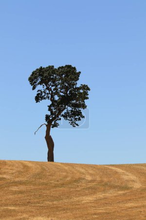 Téléchargez les photos : Un arbre (chêne de Garry, je pense), debout seul à l'horizon des terres agricoles d'herbe sèche avec un ciel bleu. - en image libre de droit