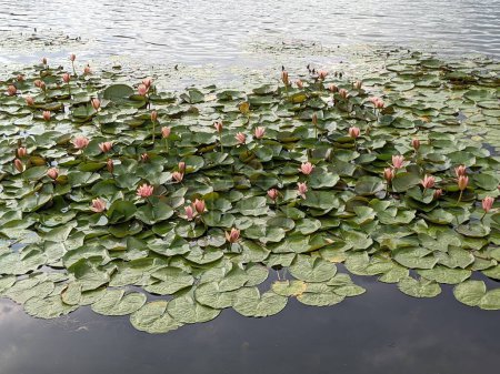 Téléchargez les photos : Fleurs de lotus dans l'étang - en image libre de droit