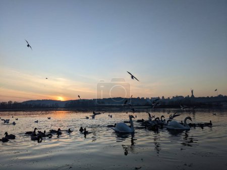 Téléchargez les photos : Birds silhouettes in the Dnieper in Kyiv - en image libre de droit