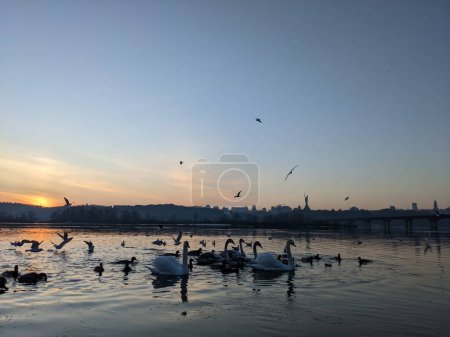 Foto de Birds silhouettes in the Dnieper in Kyiv - Imagen libre de derechos