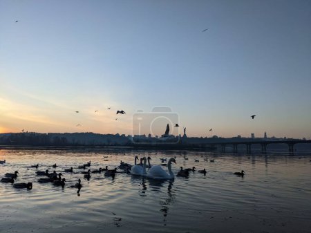 Foto de Birds silhouettes in the Dnieper in Kyiv - Imagen libre de derechos