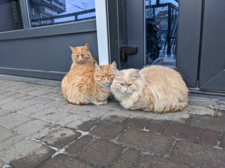 Téléchargez les photos : Chats mignons assis dans la rue - en image libre de droit