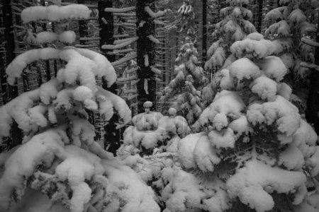 Foto de Foto en blanco y negro de árboles cubiertos de nieve en el bosque - Imagen libre de derechos