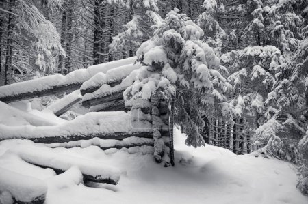 Téléchargez les photos : Beau paysage hivernal avec des arbres enneigés - en image libre de droit