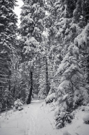 Téléchargez les photos : Beau paysage hivernal avec route dans la forêt enneigée de pins - en image libre de droit