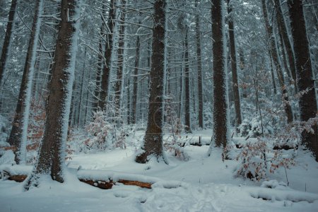 Foto de Hermoso bosque de invierno al atardecer - Imagen libre de derechos