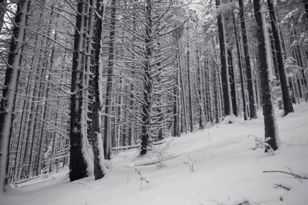 Téléchargez les photos : Pinède dans la neige, arbres et branches en noir et blanc - en image libre de droit