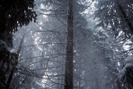 Foto de Hermosa vista del paisaje del bosque de invierno - Imagen libre de derechos