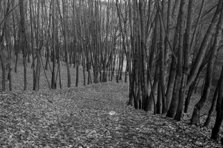 Téléchargez les photos : Photo noir et blanc de la forêt d'automne - en image libre de droit