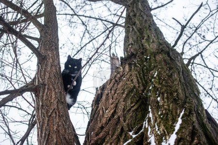 Téléchargez les photos : Chat mignon assis sur l'arbre en hiver - en image libre de droit