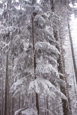 Téléchargez les photos : Forêt d'hiver avec arbres enneigés - en image libre de droit