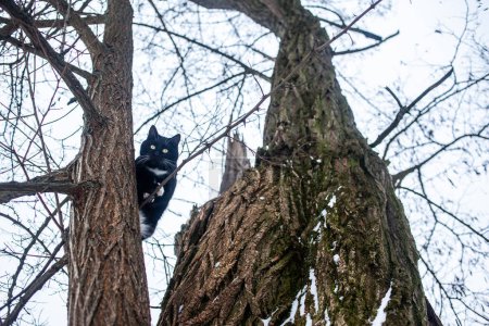 Photo for Cute cat sitting on tree at winter - Royalty Free Image