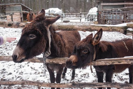Téléchargez les photos : Ânes bruns dans une clôture sur une ferme en hiver - en image libre de droit