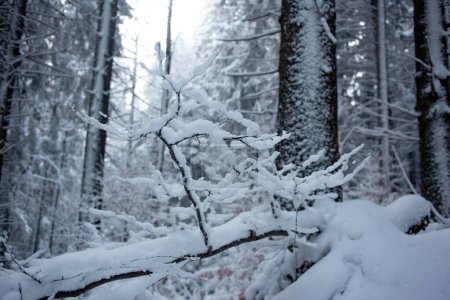 Foto de Bosque de invierno en la nieve - Imagen libre de derechos