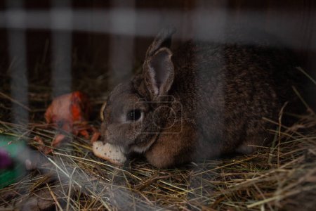 Téléchargez les photos : Gros plan de lapin gris moelleux dans une cage - en image libre de droit