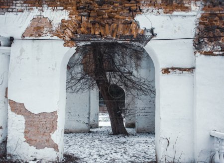 Foto de Árbol que crece en el edificio viejo en el parque de Oleksandriya, Bila Tserkva, Ucrania - Imagen libre de derechos