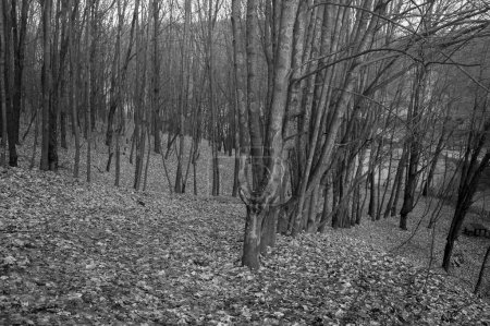 Téléchargez les photos : Photo noir et blanc du sentier dans la forêt d'automne - en image libre de droit