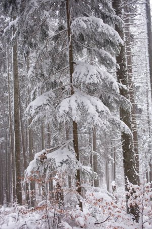 Foto de Paisaje invernal con árboles cubiertos de nieve - Imagen libre de derechos