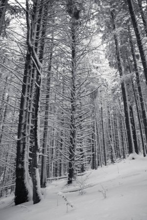 Foto de Bosque de invierno con árboles cubiertos de nieve en blanco y negro - Imagen libre de derechos