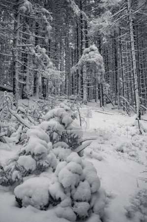 Téléchargez les photos : Forêt hivernale de pins avec arbres enneigés en noir et blanc - en image libre de droit