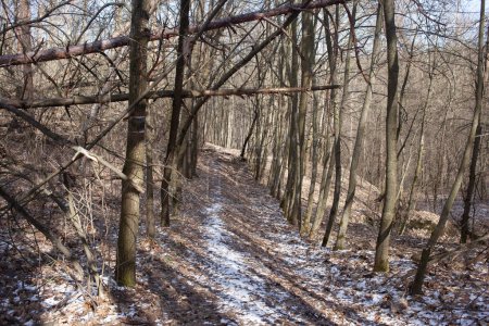 Téléchargez les photos : Belle forêt d'hiver dans le sentier enneigé - en image libre de droit