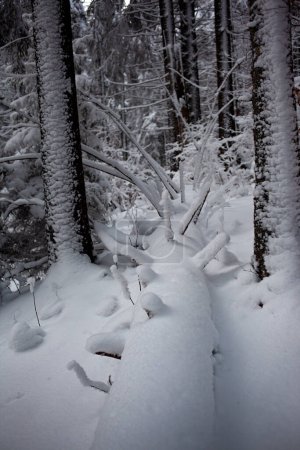 Foto de Foto en blanco y negro del paisaje de invierno con árboles cubiertos de nieve - Imagen libre de derechos
