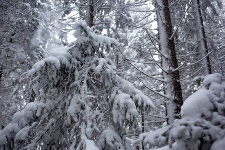 Téléchargez les photos : Magnifique paysage hivernal forêt enneigée - en image libre de droit