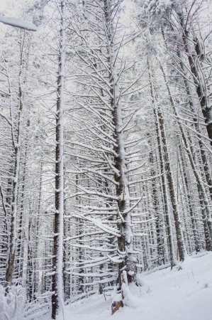Foto de Hermoso bosque de invierno con árboles cubiertos de nieve - Imagen libre de derechos