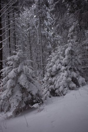 Téléchargez les photos : Beau paysage hivernal avec des arbres enneigés en montagne - en image libre de droit