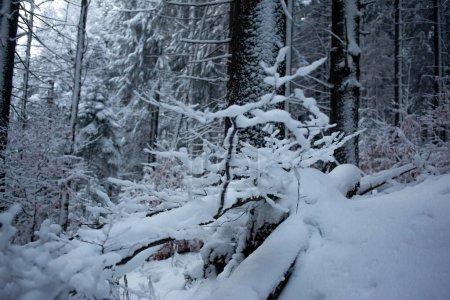 Photo for Beautiful winter landscape snow-covered forest - Royalty Free Image