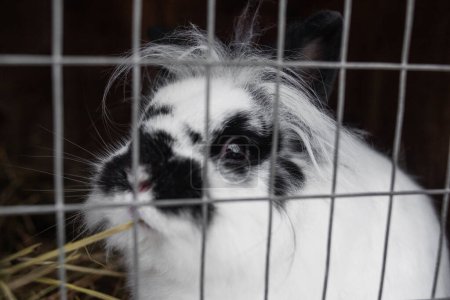 Foto de Cerca de la foto de conejo blanco y negro en una jaula - Imagen libre de derechos