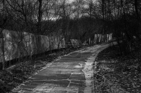 Téléchargez les photos : Photo noir et blanc de la route dans le parc - en image libre de droit