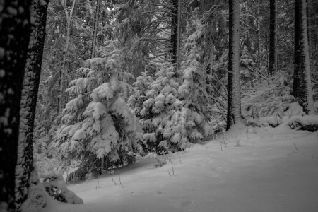 Téléchargez les photos : Belle vue sur la forêt enneigée d'hiver dans les montagnes - en image libre de droit