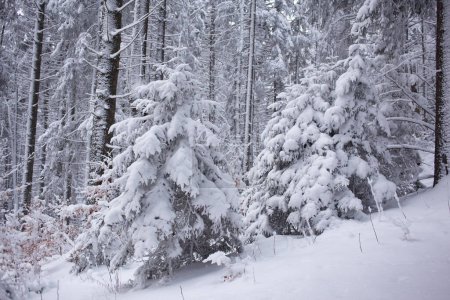 Foto de Hermosa vista del bosque de invierno cubierto de nieve en las montañas - Imagen libre de derechos