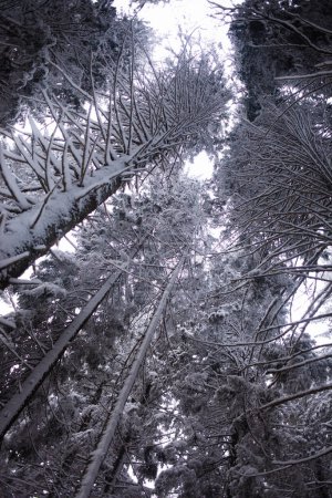 Foto de Hermosa vista del bosque de invierno cubierto de nieve en las montañas - Imagen libre de derechos