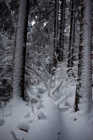 Téléchargez les photos : Belle vue sur la forêt enneigée d'hiver dans les montagnes - en image libre de droit