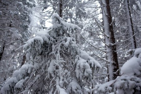 Téléchargez les photos : Forêt hivernale enneigée, paysage naturel - en image libre de droit
