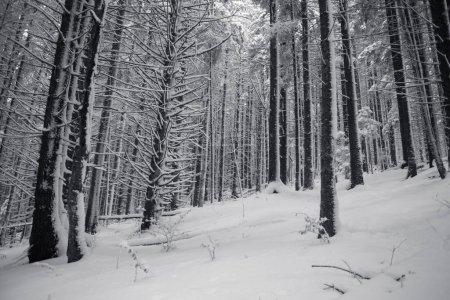 Foto de Bosque cubierto de nieve con pinos en las montañas - Imagen libre de derechos
